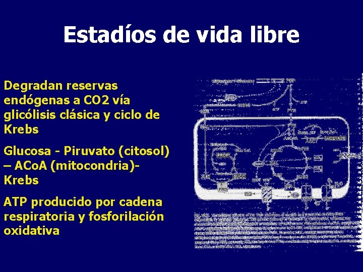 Estadíos de vida libre Degradan reservas endógenas a CO 2 vía glicólisis clásica y