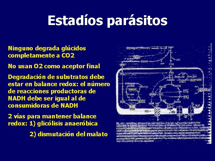 Estadíos parásitos Ninguno degrada glúcidos completamente a CO 2 No usan O 2 como