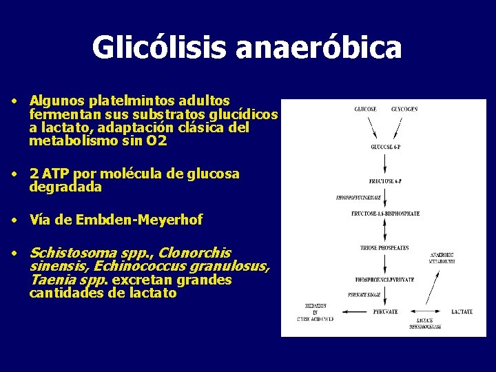 Glicólisis anaeróbica • Algunos platelmintos adultos fermentan sus substratos glucídicos a lactato, adaptación clásica