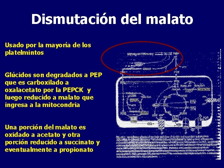 Dismutación del malato Usado por la mayoría de los platelmintos Glúcidos son degradados a