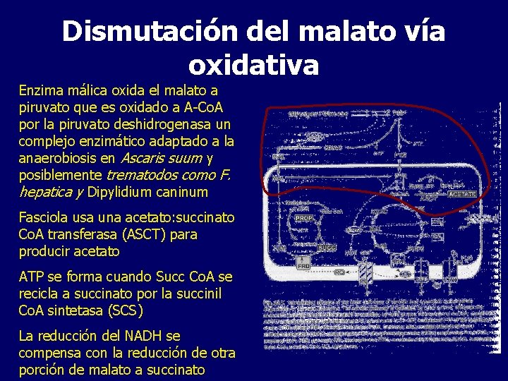 Dismutación del malato vía oxidativa Enzima málica oxida el malato a piruvato que es