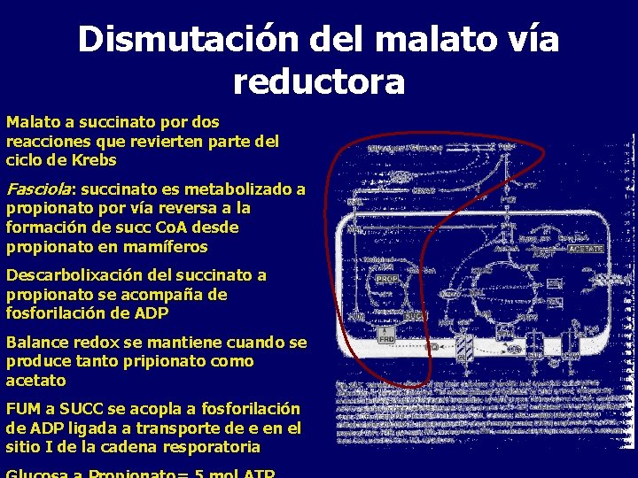 Dismutación del malato vía reductora Malato a succinato por dos reacciones que revierten parte