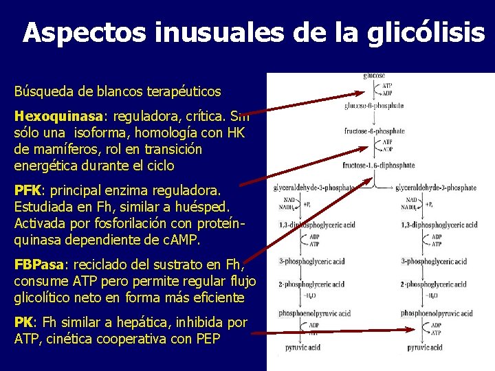 Aspectos inusuales de la glicólisis Búsqueda de blancos terapéuticos Hexoquinasa: reguladora, crítica. Sm sólo