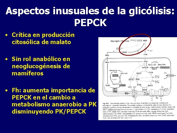 Aspectos inusuales de la glicólisis: PEPCK • Crítica en producción citosólica de malato •