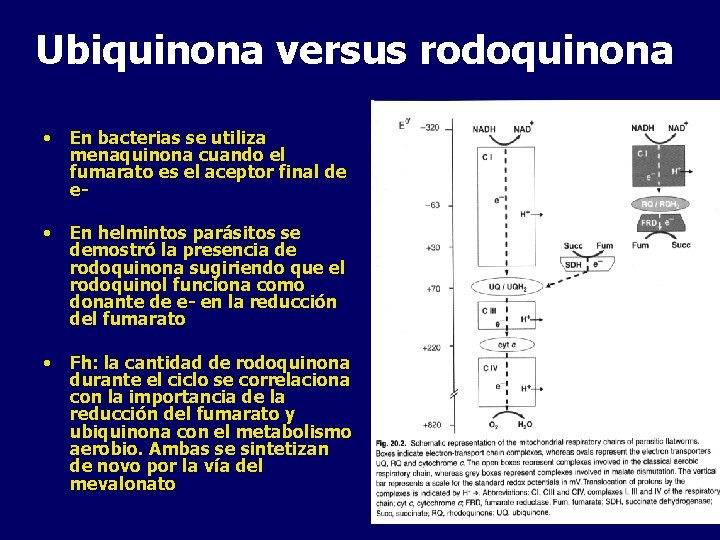 Ubiquinona versus rodoquinona • En bacterias se utiliza menaquinona cuando el fumarato es el
