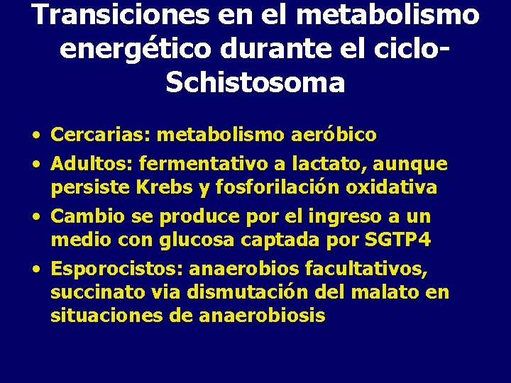 Transiciones en el metabolismo energético durante el ciclo. Schistosoma • Cercarias: metabolismo aeróbico •
