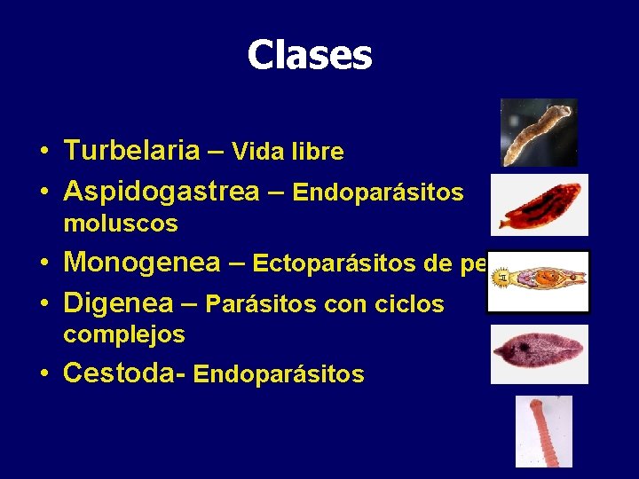 Clases • Turbelaria – Vida libre • Aspidogastrea – Endoparásitos moluscos • Monogenea –