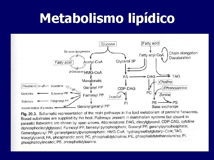 Metabolismo lipídico 
