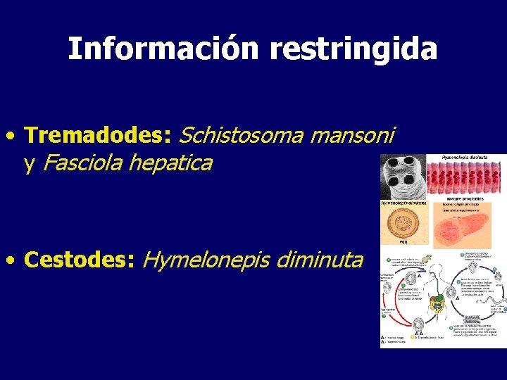 Información restringida • Tremadodes: Schistosoma mansoni y Fasciola hepatica • Cestodes: Hymelonepis diminuta 