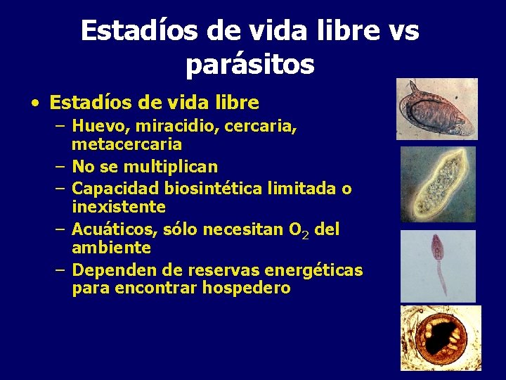 Estadíos de vida libre vs parásitos • Estadíos de vida libre – Huevo, miracidio,