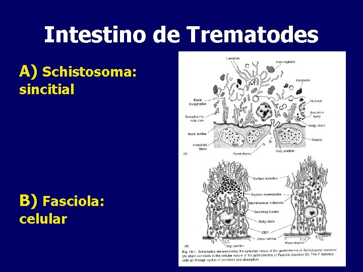 Intestino de Trematodes A) Schistosoma: sincitial B) Fasciola: celular 