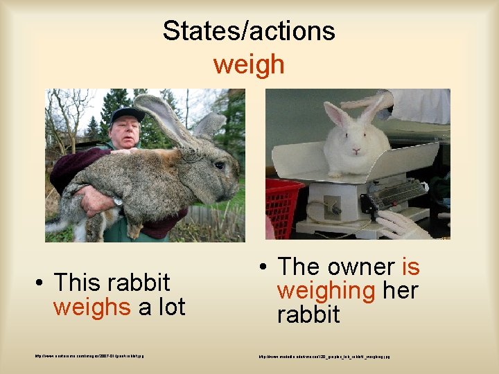 States/actions weigh • This rabbit weighs a lot http: //www. neatorama. com/images/2007 -01/giant-rabbit. jpg