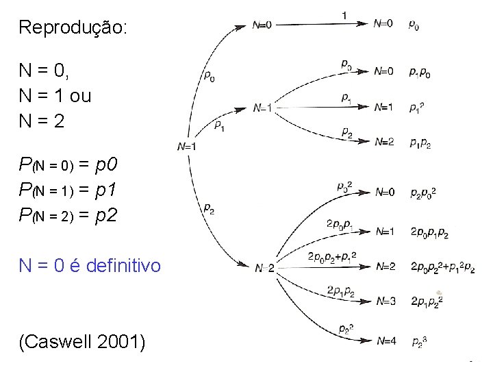 Reprodução: N = 0, N = 1 ou N=2 P(N = 0) = p