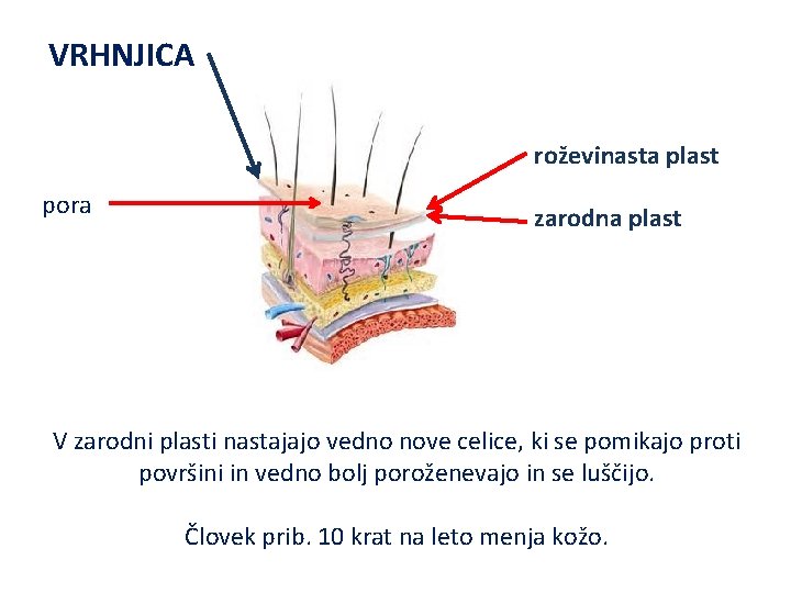 VRHNJICA roževinasta plast pora zarodna plast V zarodni plasti nastajajo vedno nove celice, ki