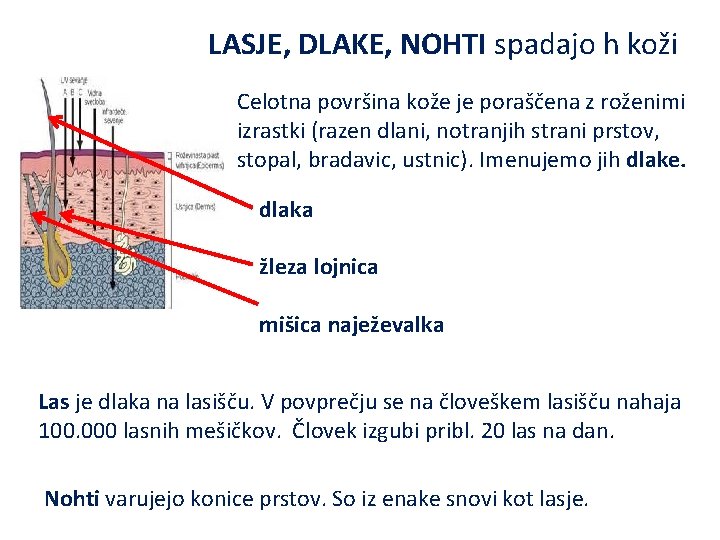 LASJE, DLAKE, NOHTI spadajo h koži Celotna površina kože je poraščena z roženimi izrastki