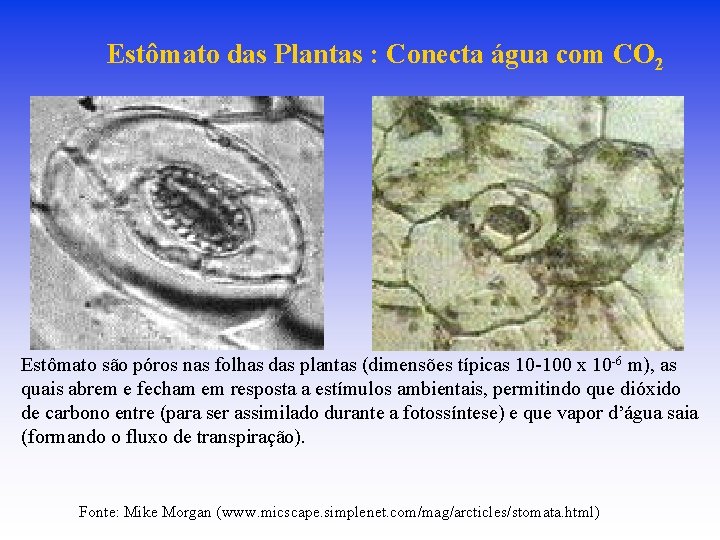 Estômato das Plantas : Conecta água com CO 2 Estômato são póros nas folhas