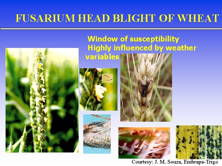 FUSARIUM HEAD BLIGHT OF WHEAT Window of susceptibility Highly influenced by weather variables Courtesy: