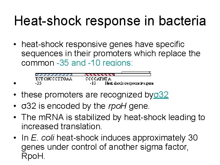 Heat-shock response in bacteria • heat-shock responsive genes have specific sequences in their promoters