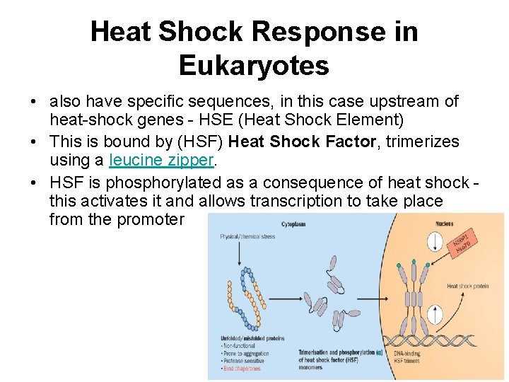 Heat Shock Response in Eukaryotes • also have specific sequences, in this case upstream