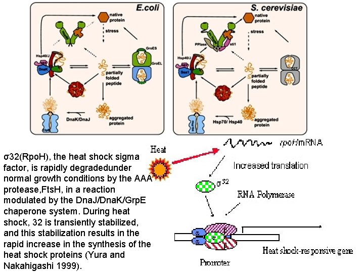 σ32(Rpo. H), the heat shock sigma factor, is rapidly degradedunder normal growth conditions by