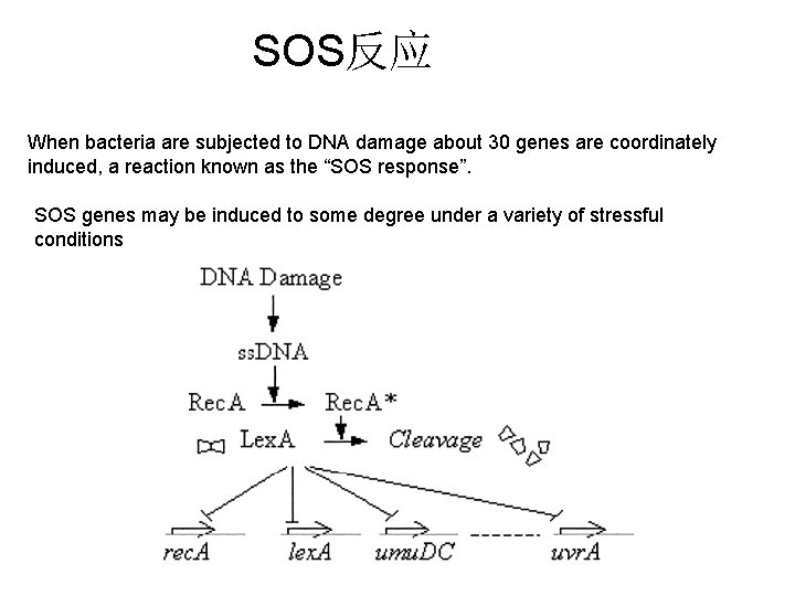 SOS反应 When bacteria are subjected to DNA damage about 30 genes are coordinately induced,