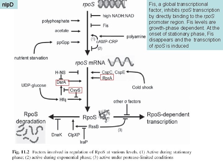 nlp. D Fis, a global transcriptional factor, inhibits rpo. S transcription by directly binding