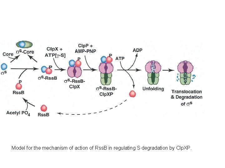 Model for the mechanism of action of Rss. B in regulating S degradation by