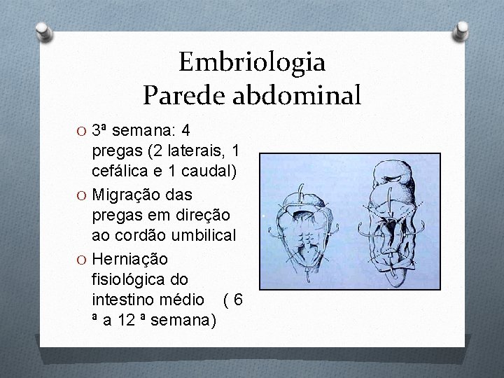 Embriologia Parede abdominal O 3ª semana: 4 pregas (2 laterais, 1 cefálica e 1