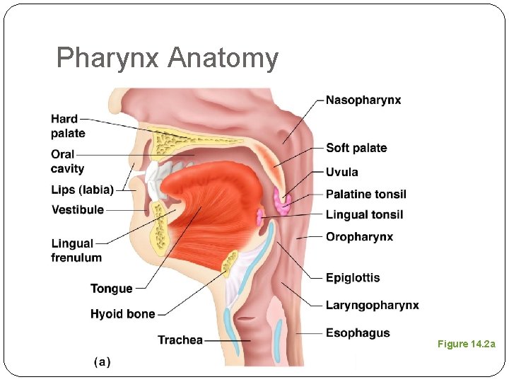 Pharynx Anatomy Figure 14. 2 a 