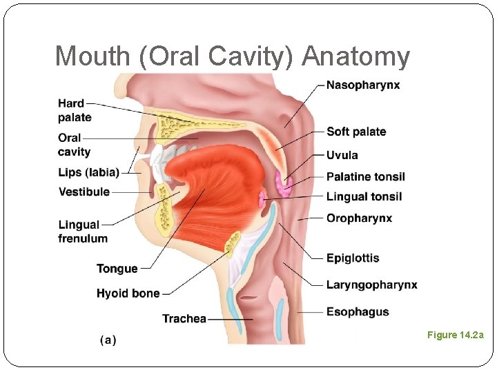 Mouth (Oral Cavity) Anatomy Figure 14. 2 a 