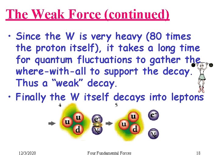 The Weak Force (continued) • Since the W is very heavy (80 times the