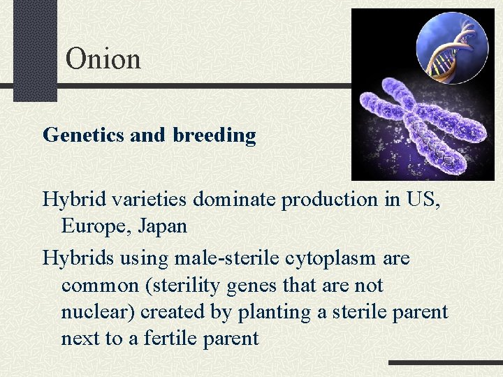 Onion Genetics and breeding Hybrid varieties dominate production in US, Europe, Japan Hybrids using