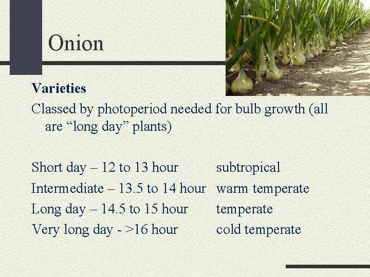 Onion Varieties Classed by photoperiod needed for bulb growth (all are “long day” plants)