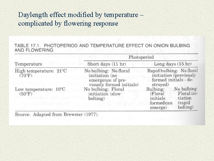 Daylength effect modified by temperature – complicated by flowering response 