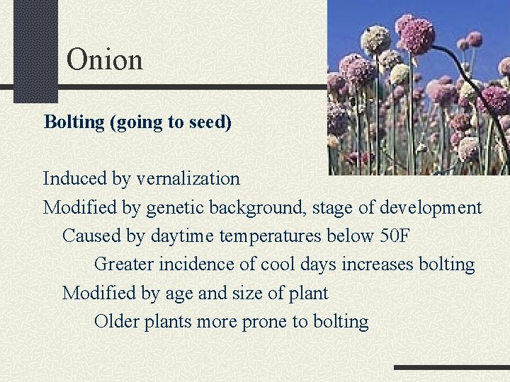 Onion Bolting (going to seed) Induced by vernalization Modified by genetic background, stage of