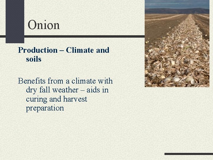 Onion Production – Climate and soils Benefits from a climate with dry fall weather