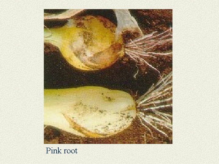 Pink root 