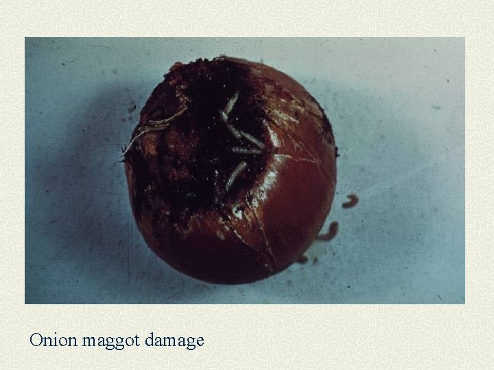 Onion maggot damage 