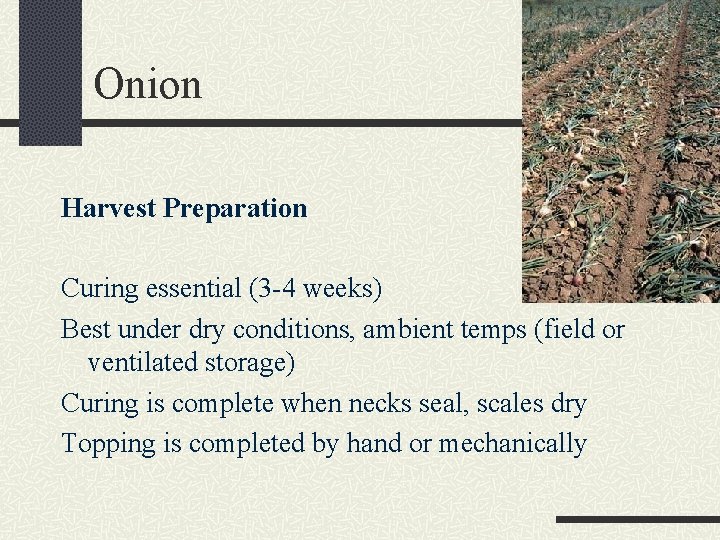 Onion Harvest Preparation Curing essential (3 -4 weeks) Best under dry conditions, ambient temps