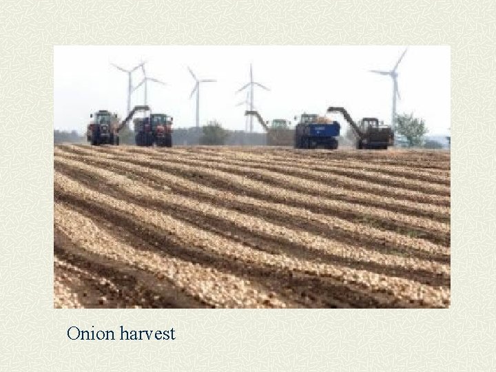 Onion harvest 