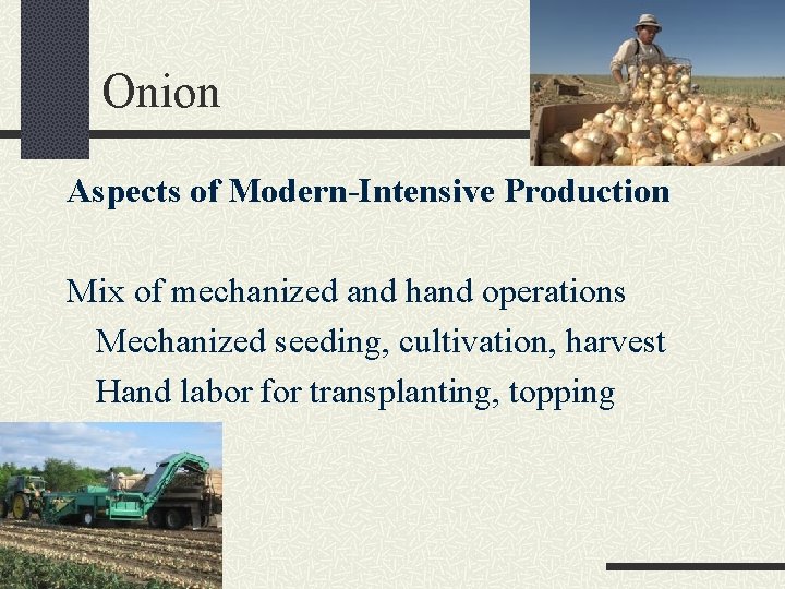 Onion Aspects of Modern-Intensive Production Mix of mechanized and hand operations Mechanized seeding, cultivation,