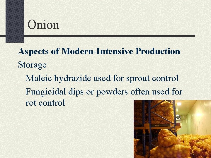 Onion Aspects of Modern-Intensive Production Storage Maleic hydrazide used for sprout control Fungicidal dips