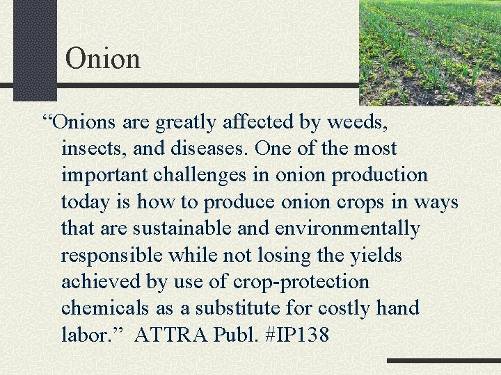 Onion “Onions are greatly affected by weeds, insects, and diseases. One of the most