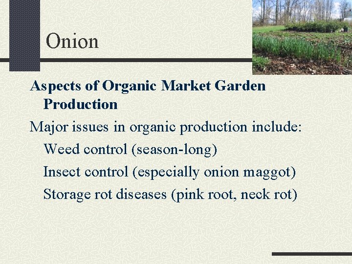 Onion Aspects of Organic Market Garden Production Major issues in organic production include: Weed