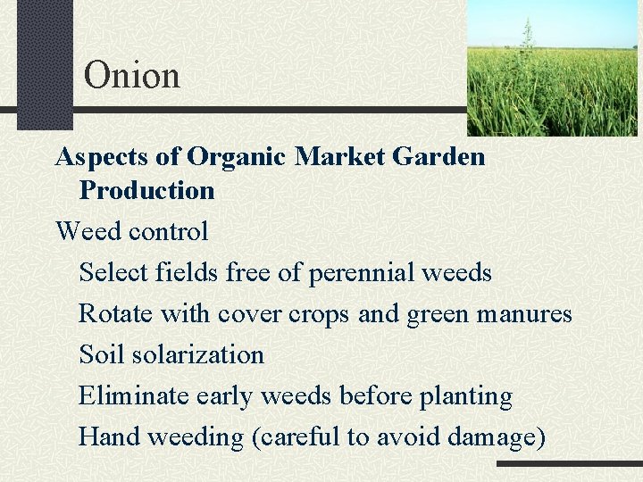 Onion Aspects of Organic Market Garden Production Weed control Select fields free of perennial