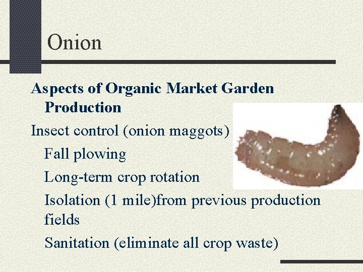 Onion Aspects of Organic Market Garden Production Insect control (onion maggots) Fall plowing Long-term