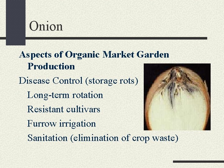 Onion Aspects of Organic Market Garden Production Disease Control (storage rots) Long-term rotation Resistant