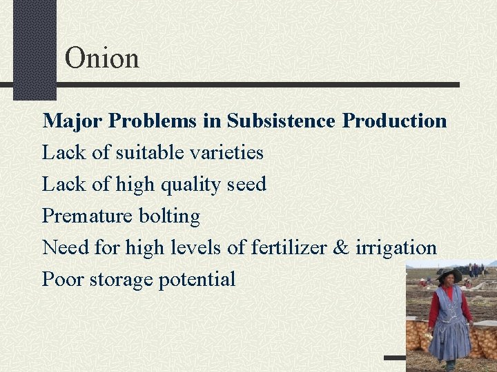 Onion Major Problems in Subsistence Production Lack of suitable varieties Lack of high quality