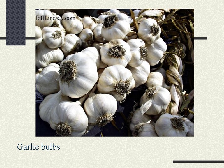 Garlic bulbs 