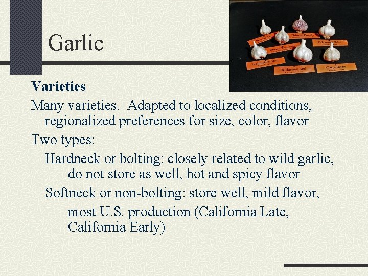 Garlic Varieties Many varieties. Adapted to localized conditions, regionalized preferences for size, color, flavor